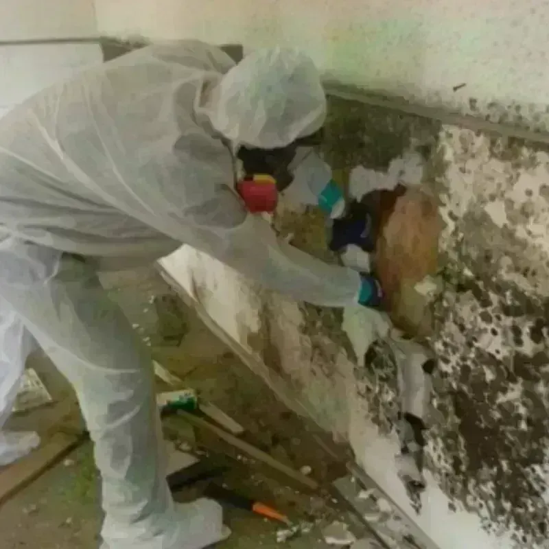 Mold Remediation and Removal in Dawson County, GA